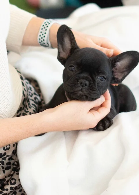A therapy puppy from Paws in Work at one of their therapy events